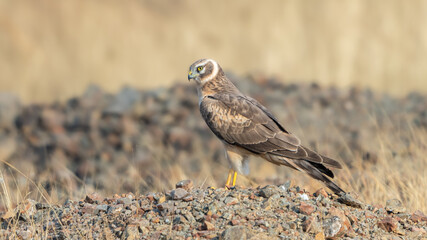 The pale or pallid harrier (Circus macrourus)