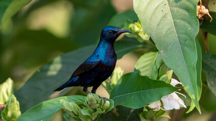 The purple sunbird (Cinnyris asiaticus)