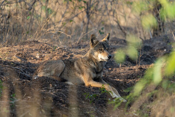 Fototapeta na wymiar The Indian wolf (Canis lupus pallipes)