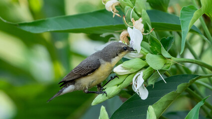 Loten's sunbird (Cinnyris lotenius)