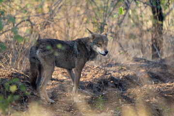 The Indian wolf (Canis lupus pallipes)