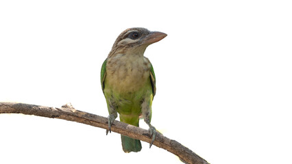The white-cheeked barbet or small green barbet (Psilopogon viridis)