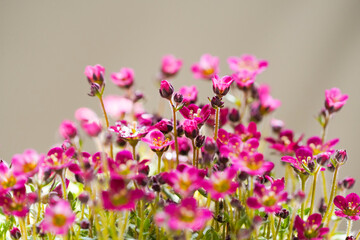 Fototapeta premium Pink saxifrage flowers. flowering plant. Saxifraga. 