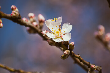 Almond tree branches full of white blossoms against the blue sky is spring