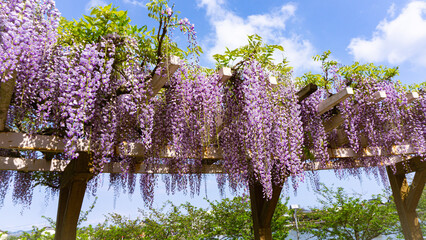 蓮華寺池公園の藤の花
