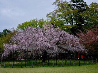 風景素材　鮮かな上賀茂神社の斎王桜