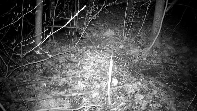 beaver pulls branch in spring. Night animals

