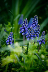 blue flowers in the garden