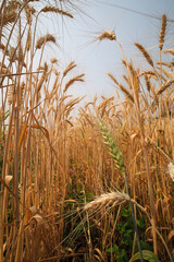 Wheat ears field and above a blue sky with clouds