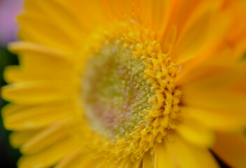 風景素材　綺麗に咲いた黄色いガーベラの花