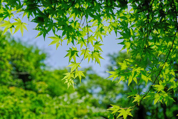 風景素材　初夏の陽射しに輝く青紅葉