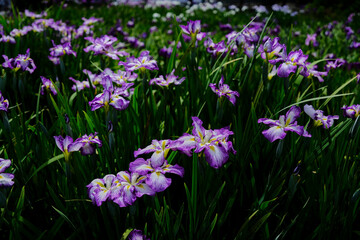 風景素材　初夏に咲く綺麗な菖蒲の花