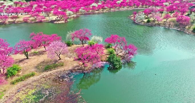 Aerial view of beautiful garden. colorful plum flower in spring Park.