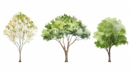 Vector watercolor of tree side view isolated 4 on white background for landscape 