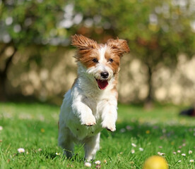 A puppy playing in a garden