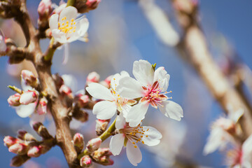 Almond tree branches full of white blossoms against the blue sky is spring