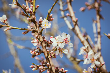 Almond tree branches full of white blossoms against the blue sky is spring