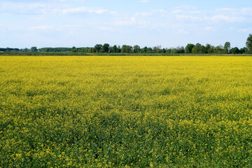 Fototapeta premium Po Valley landscape field cultivation nature natural agriculture farmhouse tree earth