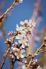 Almond tree branches full of white blossoms against the blue sky is spring