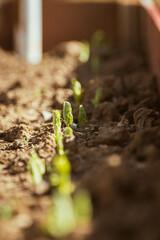 Sweet pea seedlings in the spring