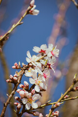 Almond tree branches full of white blossoms against the blue sky is spring