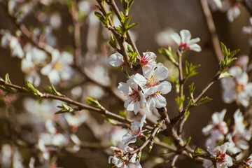 Almond tree branches full of white blossoms in spring