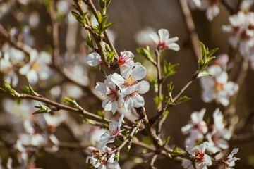 Almond tree branches full of white blossoms in spring
