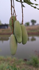 Mangos fruit in the summer of Thailand.
