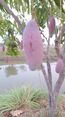 Mangos fruit in the summer of Thailand.