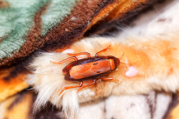 A toy in the form of a cockroach lies on the paw of a ginger Maine Coon cat