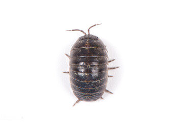 pill bug or sow bug,Armadillidium vulgare isolated on white background.