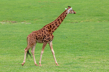 Giraffe walking through the grassland. Giraffa camelopardalis. Cabárceno Nature Park, Cantabria, Spain.