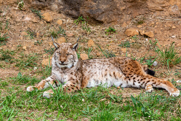 Naklejka na ściany i meble Boreal lynx lying down. Lynx lynx. Cabárceno Nature Park, Cantabria, Spain.