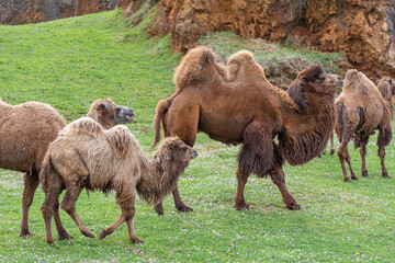 Huge male and family of Bactrian camels. Camelus bactrianus. Cab&aacute;rceno Nature Park, Cantabria, Spain.