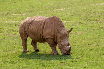 Naklejka premium White rhinoceros grazing in the grassland. Ceratotherium simum. Cabárceno Nature Park, Cantabria, Spain.