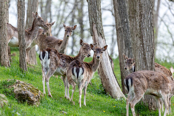 Group of common or European fallow deer in the forest. Dama dama. Cabárceno Nature Park, Cantabria, Spain.