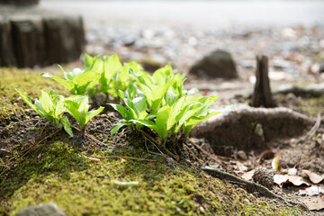 春の緑、草、グリーン、背景
