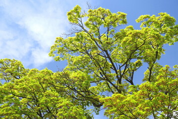 花を付けた春のイロハモミジ