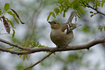Female Common Chaffinch (Fringilla coelebs) on a branch