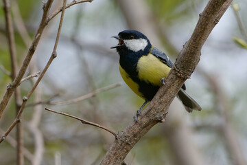 Great Tit (Parus major) singing on a branch