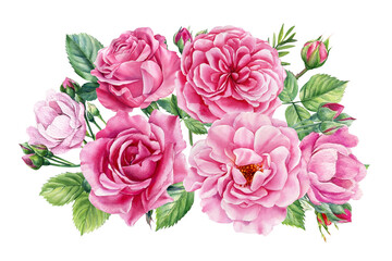 set pink rose, beautiful flower on an isolated white background, watercolor illustration, botanical painting