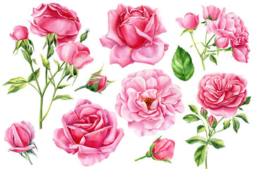 Set Flowers pink rose, leaves and bud. Beautiful flora isolated background, watercolor illustration botanical painting
