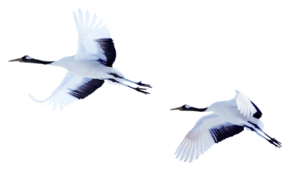 Two red-crowned cranes spread their wings and soar in the sky. Photos of isolated birds in Hokkaido, Japan