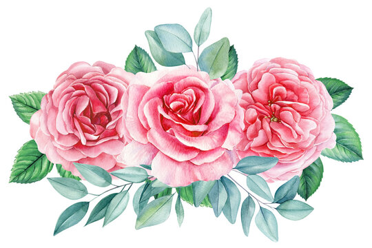rose and eucalyptus, beautiful flower on an isolated white background, watercolor illustration, botanical painting