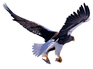 Steller's sea eagle spreads its wings to fly, and its claws grab fish and crabs. Photos of isolated birds in Hokkaido, Japan