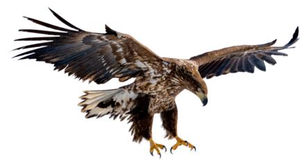 A white-tailed eagle spreads its wings and prepares to land on the snow. Photos of isolated birds in Hokkaido, Japan