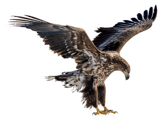 A white-tailed eagle spreads its wings and prepares to land on the snow. Photos of isolated birds in Hokkaido, Japan