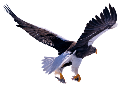 Steller's sea eagle spreads its wings to fly, and its claws grab fish and crabs. Photos of isolated birds in Hokkaido, Japan
