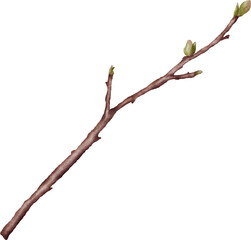 Watercolor cherry blossom stem element