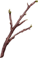 Watercolor cherry blossom stem element